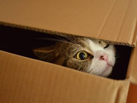 Фото из открытых источников