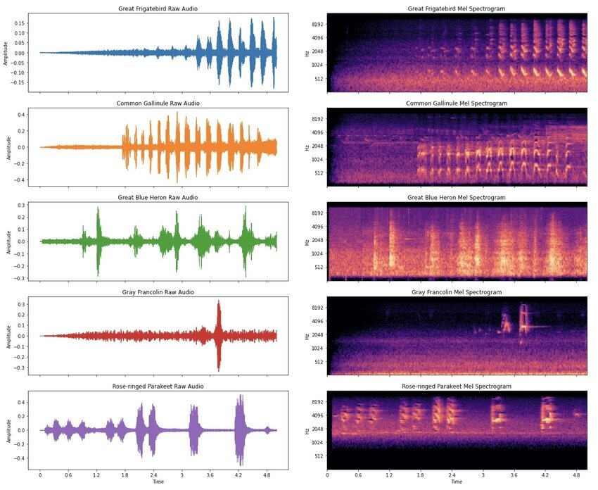На картинке предоставлены спектрограммы следующих видов птиц: Great Frigatebird (Большой Фрегат), Common Gallinule (Обыкновенная Лысуха), Great Blue Heron (Большая Голубая Цапля), Gray Francolin (Серый турач), Rose-ringed Parakeet (Ожереловый Попугай). Источник: The Birds Need Attention Too: Analysing usage of Self Attention in identifying bird calls in soundscapes