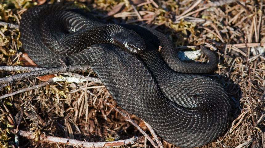    Фото: © РИА Новости/Игорь Подгорный