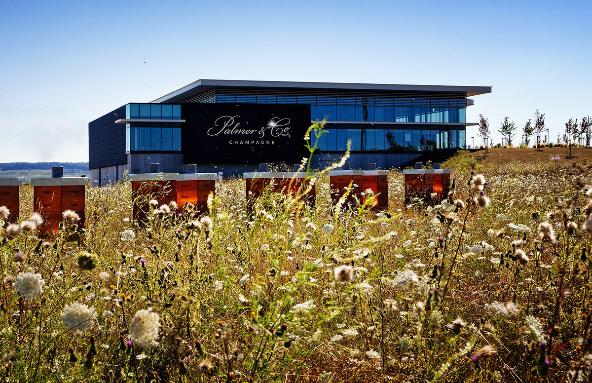     Коллективный гений: как работают винные кооперативы