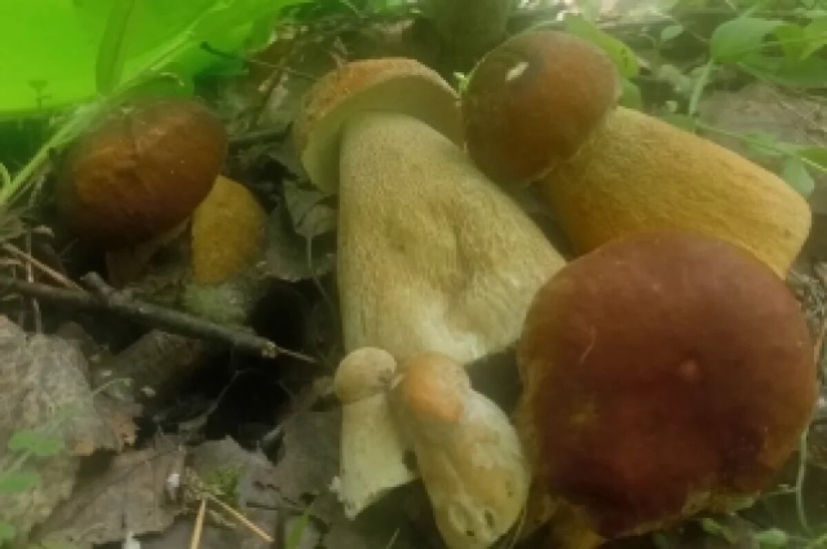    Первые белые грибы сезона появились в Новосибирской области