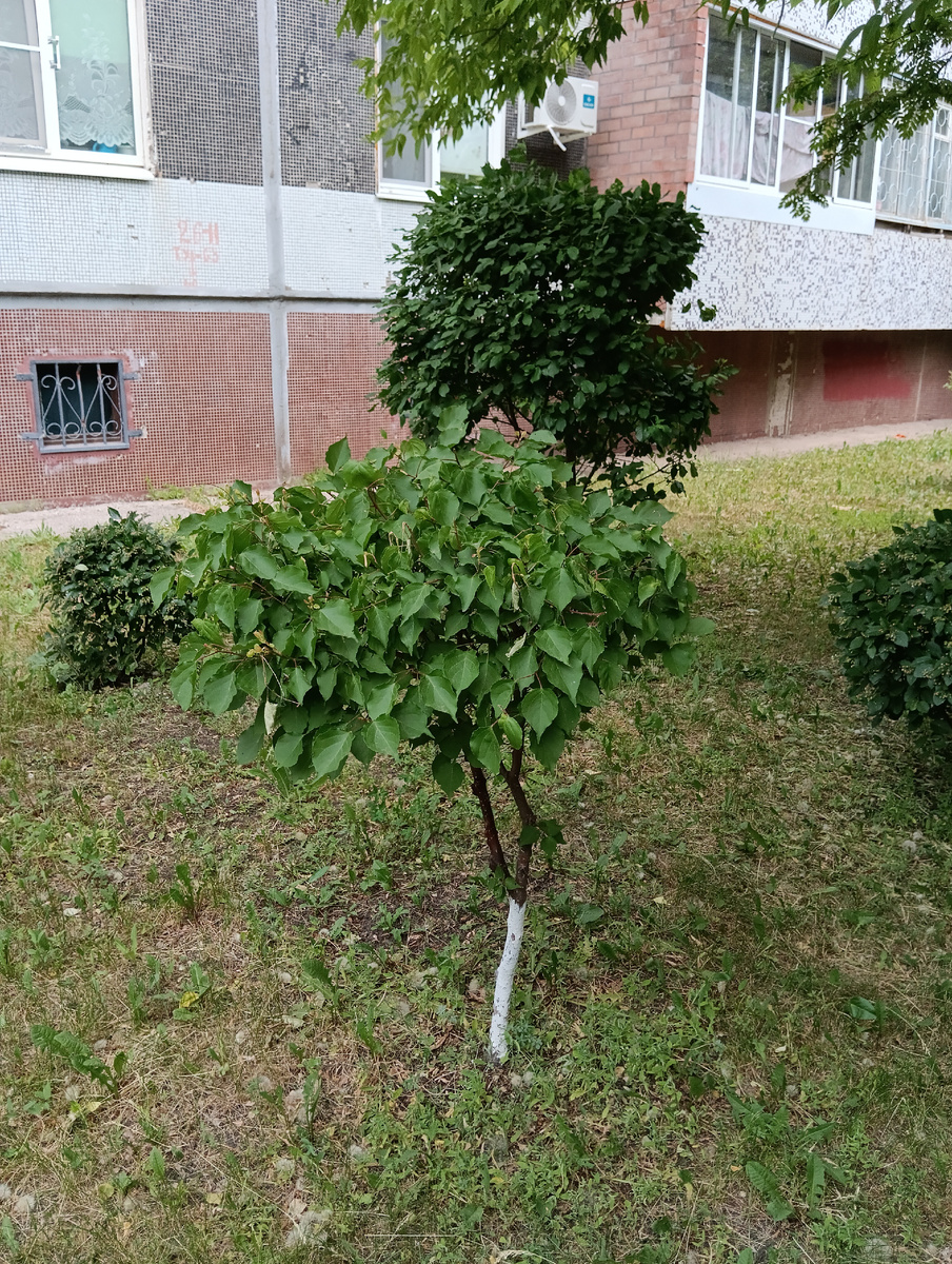 Фото автора.