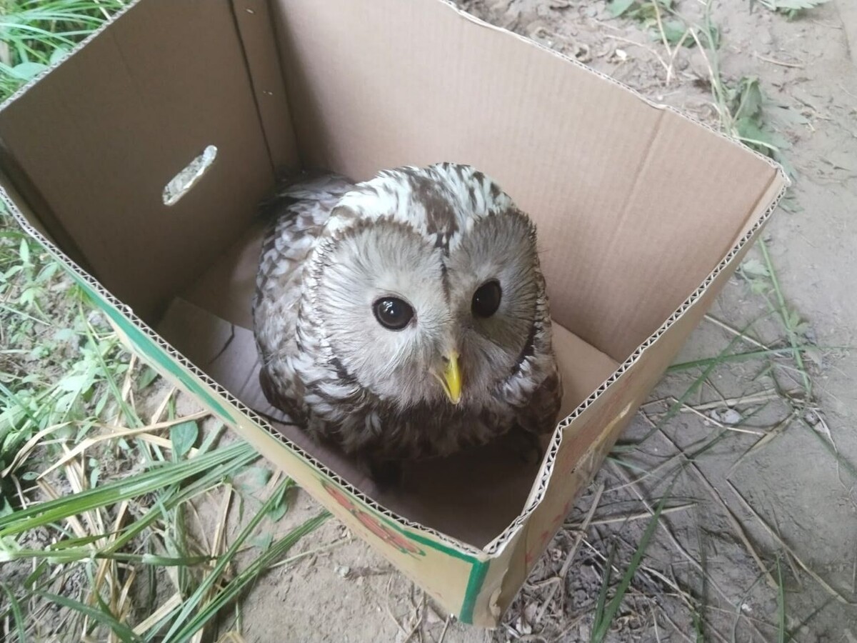     Источник: центр «Тигр»