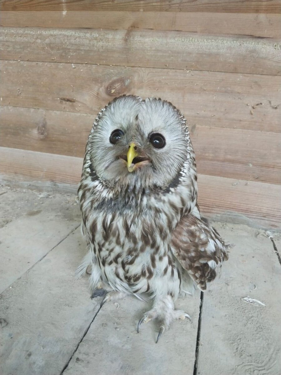     Источник: центр «Тигр»