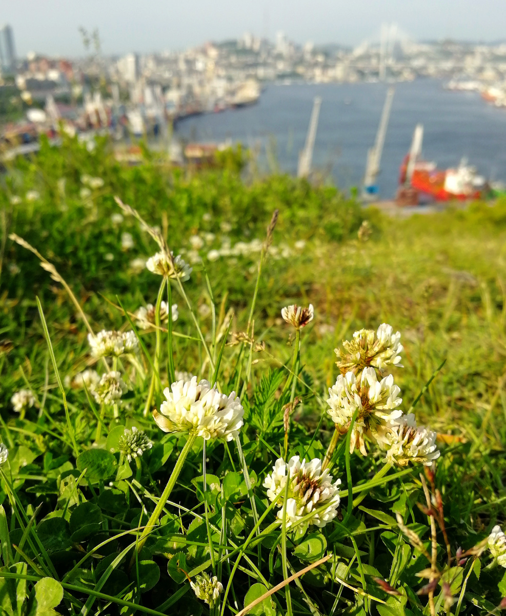 Крестовая сопка в июне оживляется светлыми брызгами цветущих кошек — клевера ползучего. 