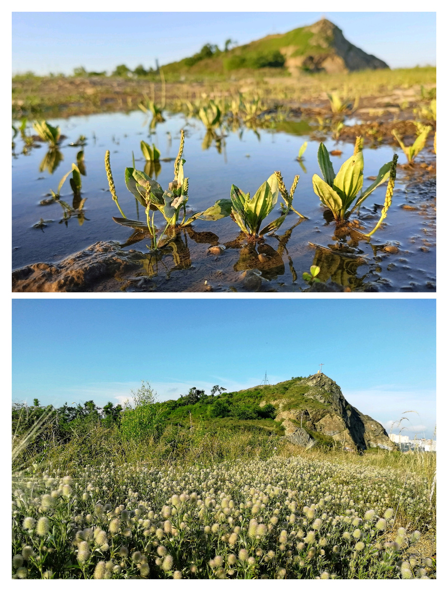 Крестовая сопка в разные месяцы лета. Вверху: начало июня, внизу: вторая половина июля. 