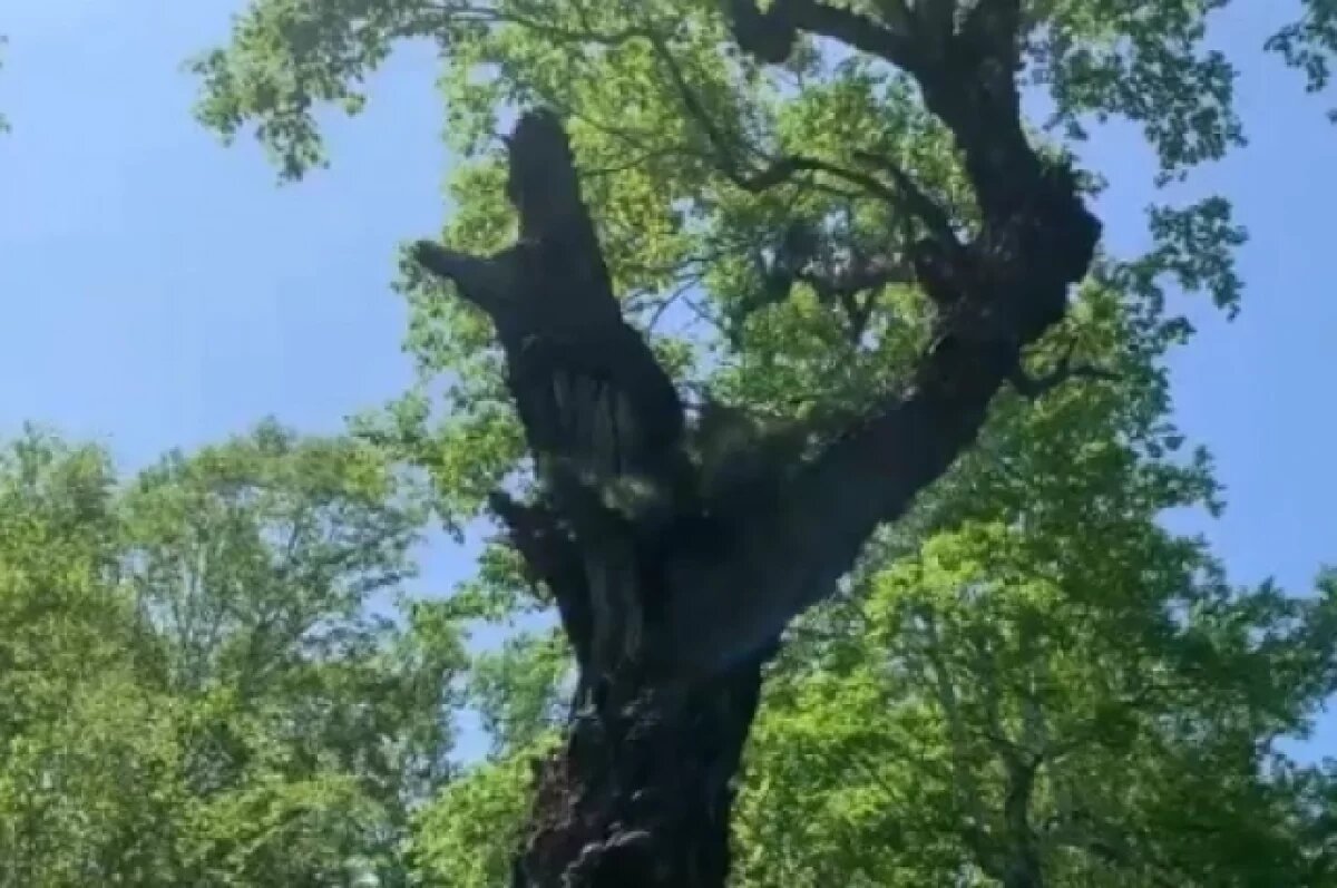    Необычное дерево обнаружил камчатский дачник под Сосновкой