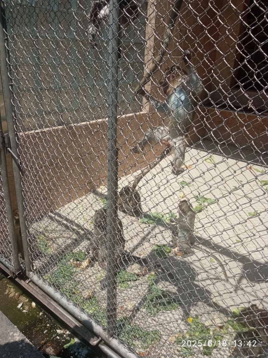 Фото автора, мартышки