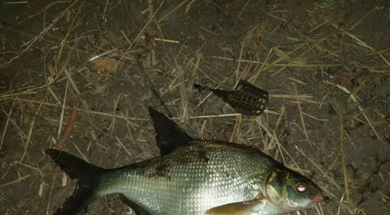 Лещ пойманный вечером на реке. Источник фото fishingsib.ru