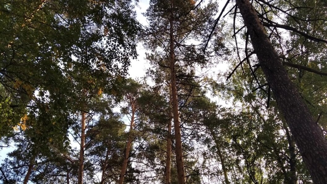    фото: царьград