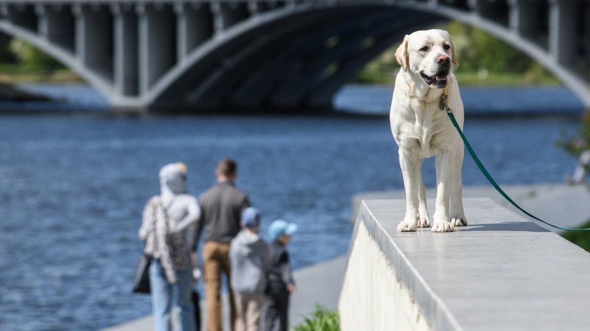    19 июня отмечают Международный день прогулки. Фото: Ilya Moskovets / URA.RU / www.globallookpress.com
