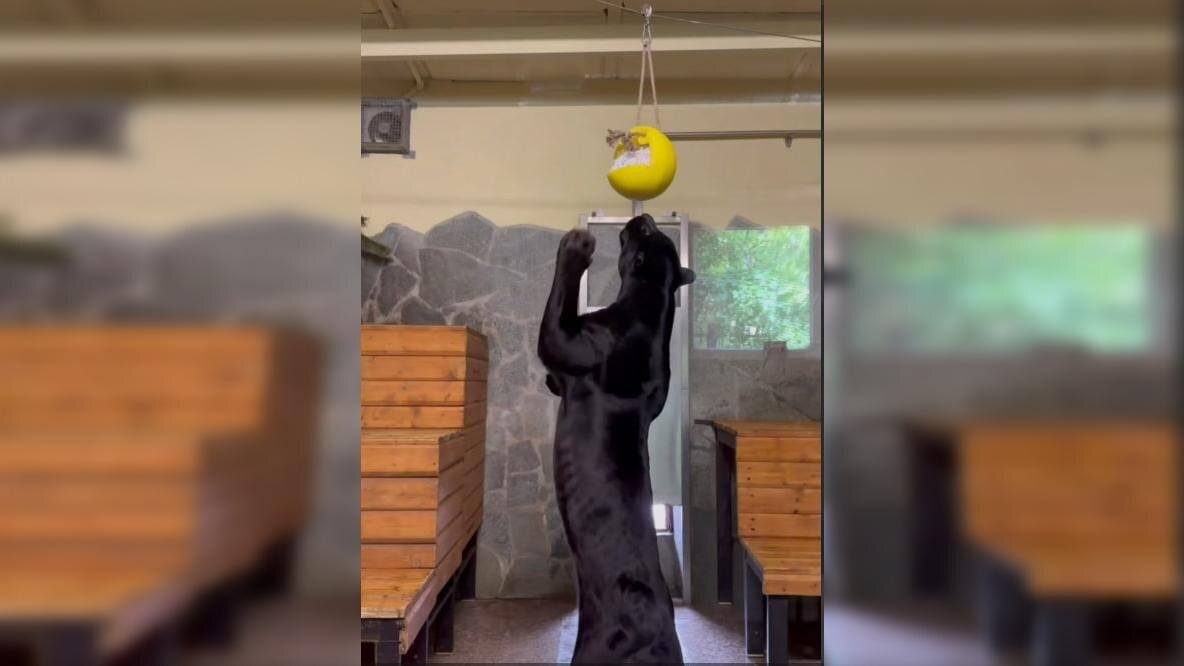    Фото: t.me/lenzoopark