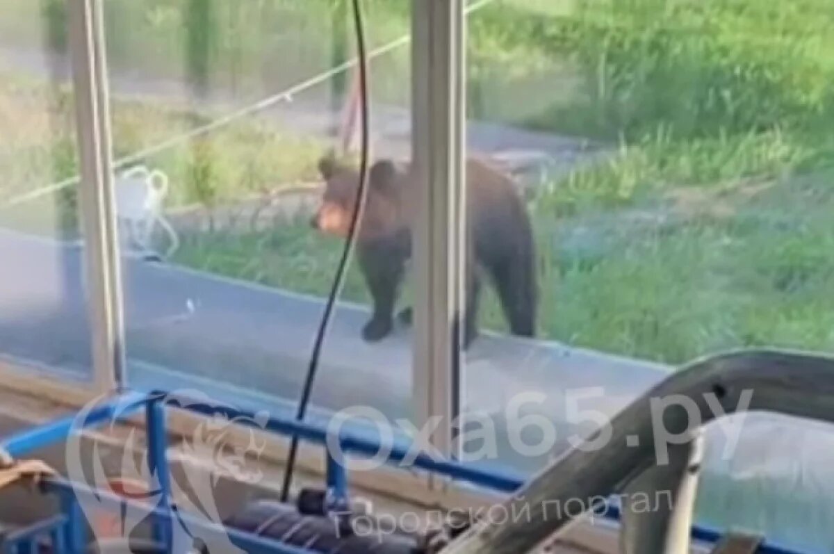    Медведь наведался к работникам ТЭЦ на севере Сахалина