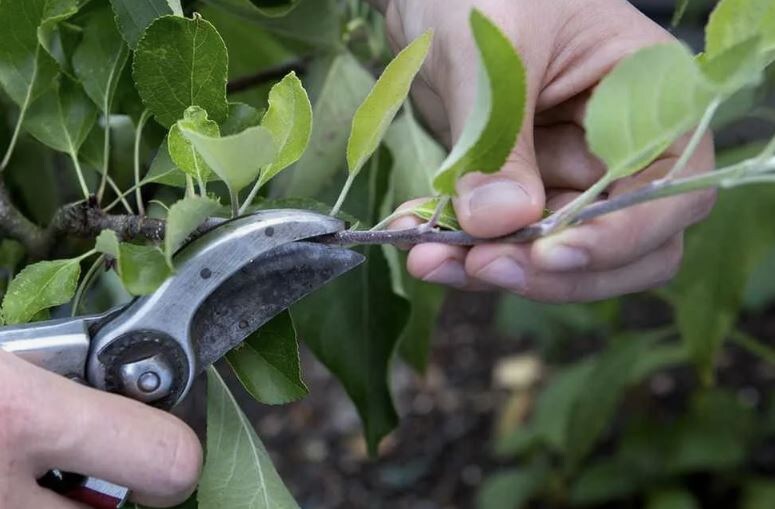 Летняя обрезка яблонь: как правильно удалять жирующие побеги и загущающие ветви