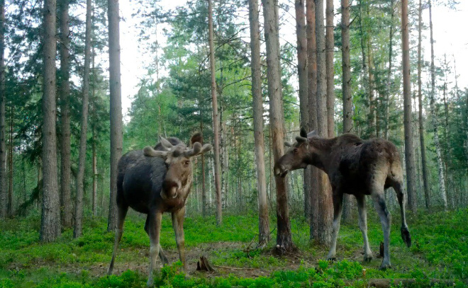    © Telegram-канал «Каждой твари по паре»