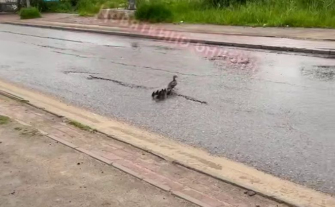    © Telegram-канал «Девяткино online | Мурино»