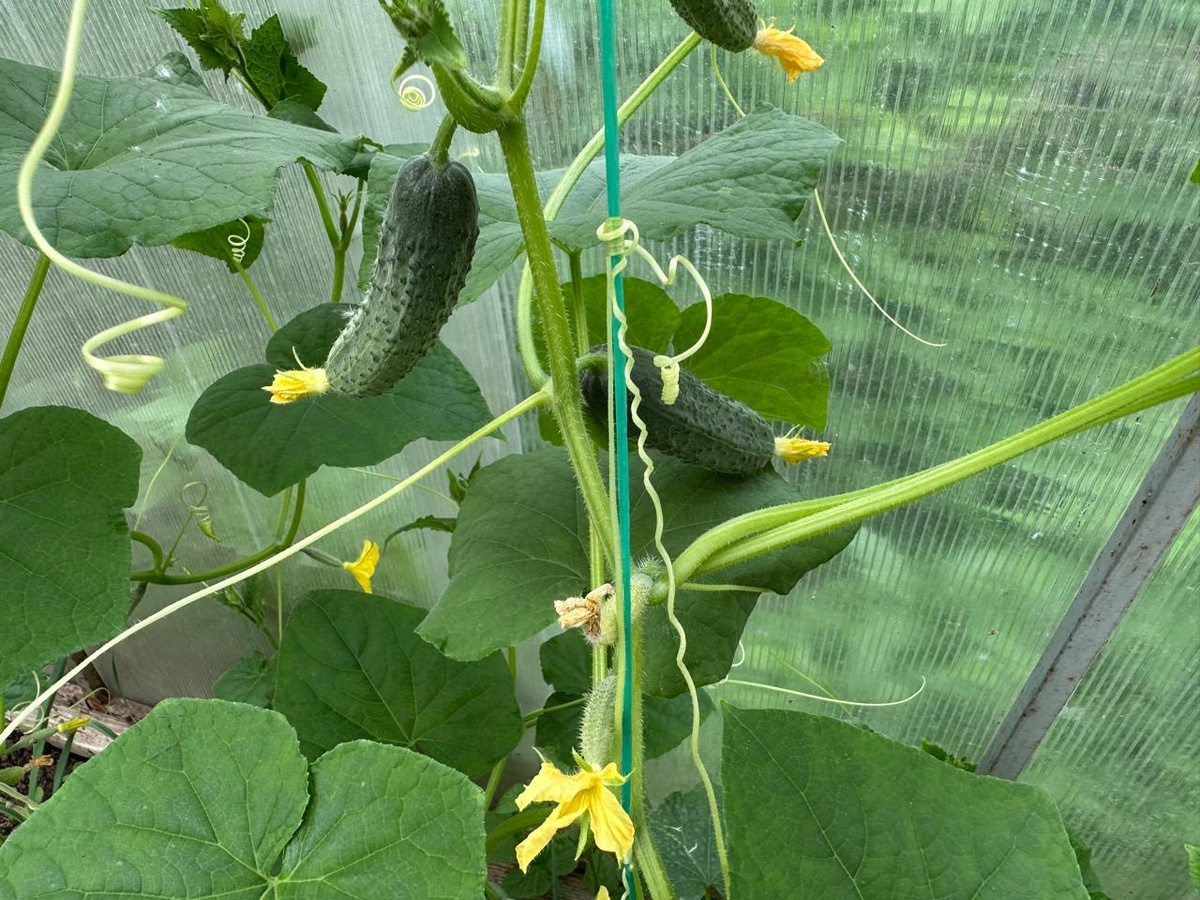 Выжил интуитивно. 