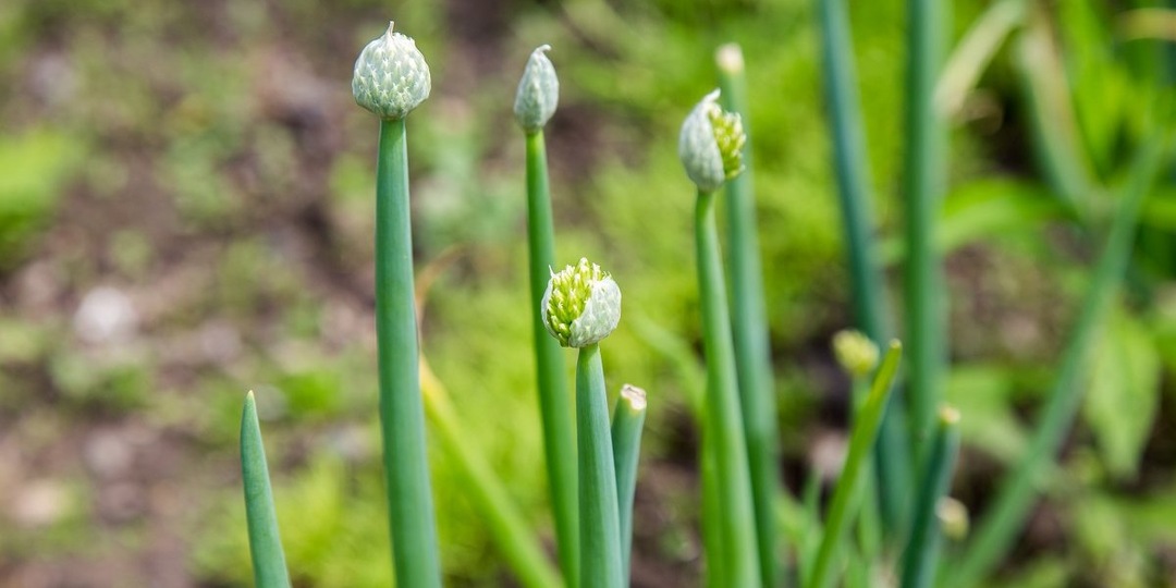 Лук пошел в стрелку: что делать?