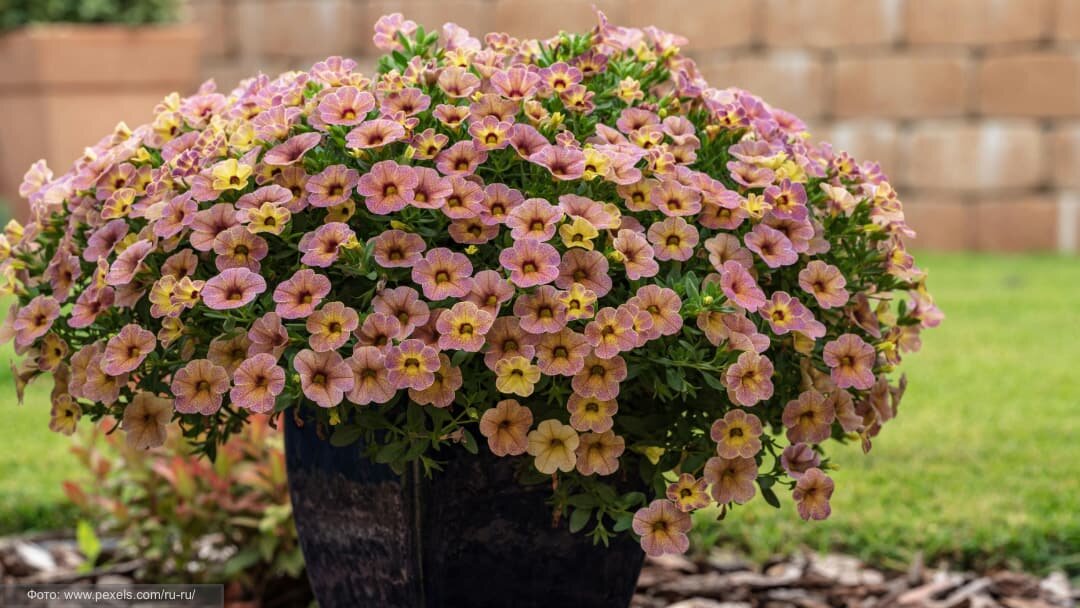 Калибрахоа