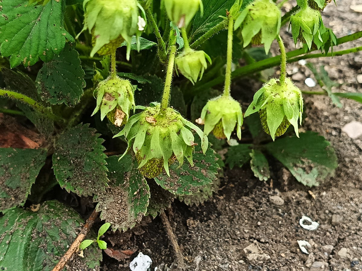 После дождей подрастающая клубника забрызгана 😊