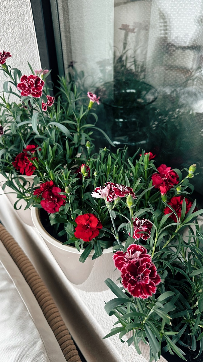 Гвоздикам на балконе нравится. Я по совету девчонок из чата самые длинные прищипнула и теперь они стали такими пушистыми и бутончиков набирают много-много. А еще они оказываются такие ароматные. Очень советую тоже попробовать. 