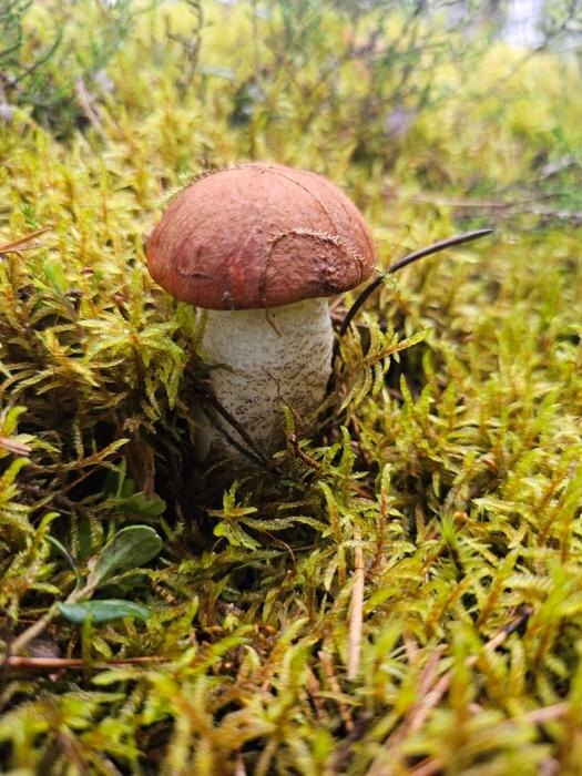 Лисички, подосиновики и почти спелая земляника
Фото: Анна Пшеницына