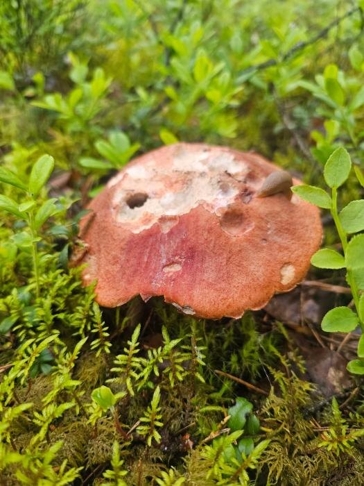 Лесные ужасы в Гдовском районе
Фото: Анна Пшеницына