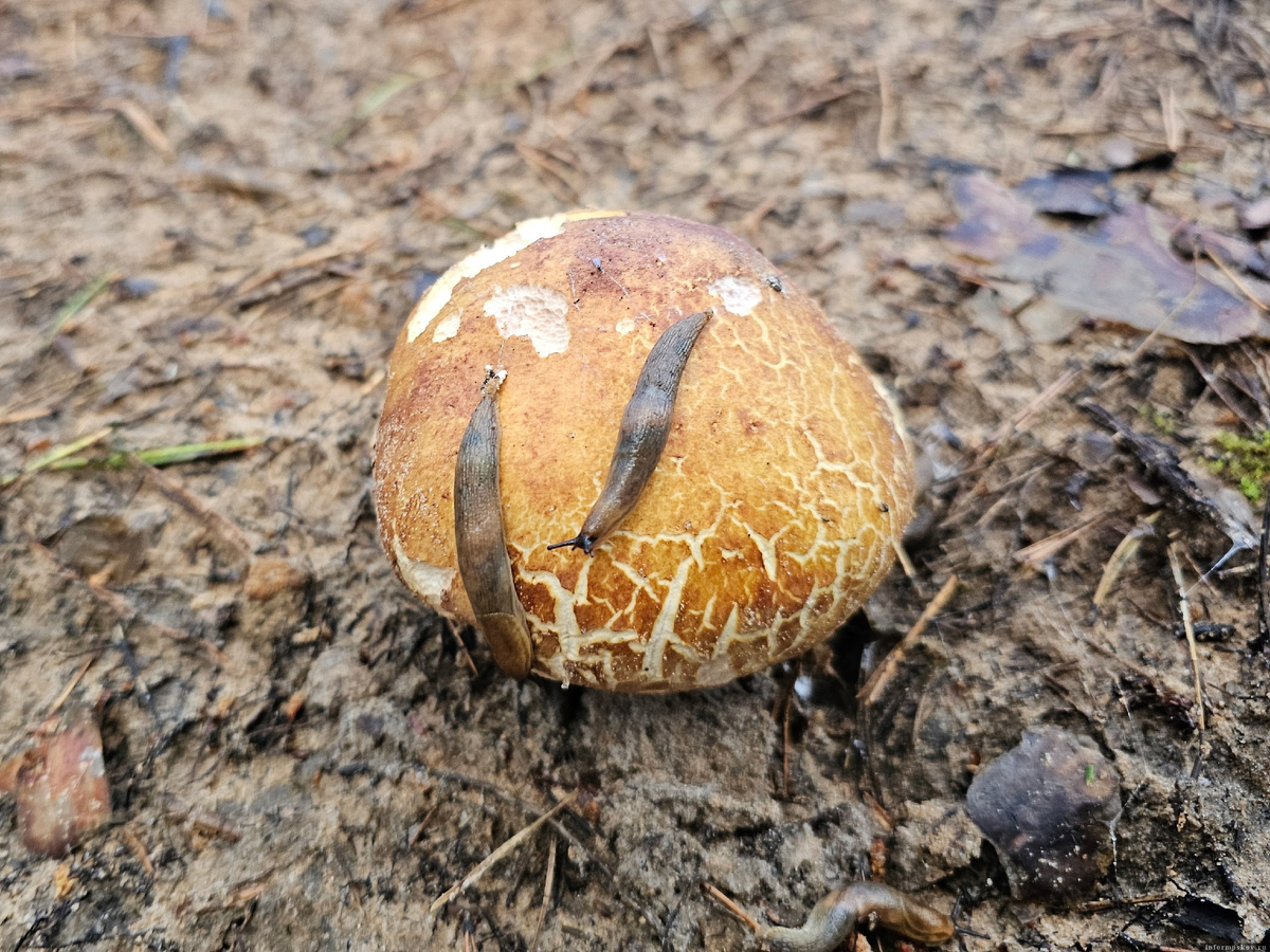 Любители грибов в псковских лесах. Фото здесь и далее: Анна Пшеницына