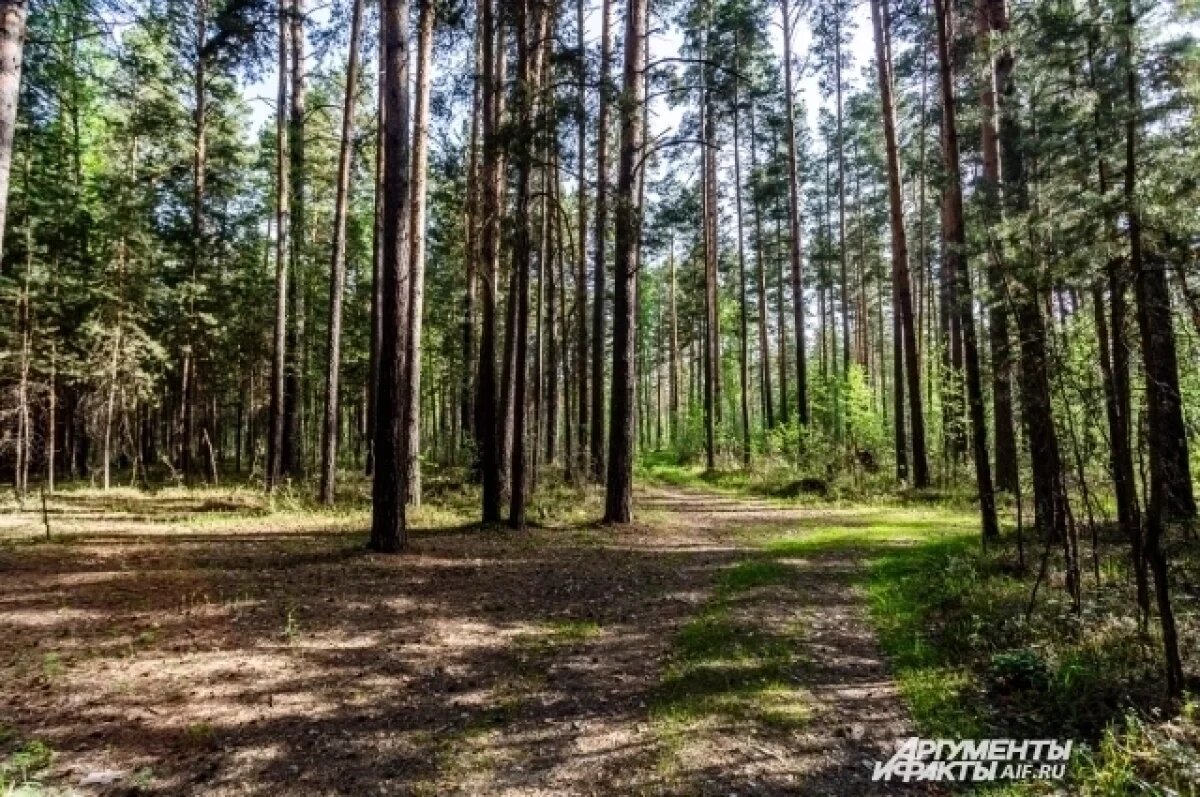    С начала года лесам Удмуртии нанесли ущерб на сумму 73 млн рублей