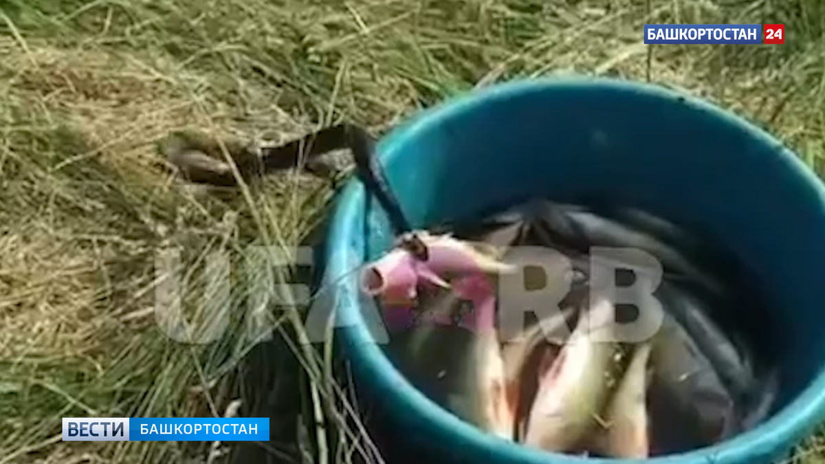    Уж-воришка: змея унесла улов рыбаков в Башкортостане