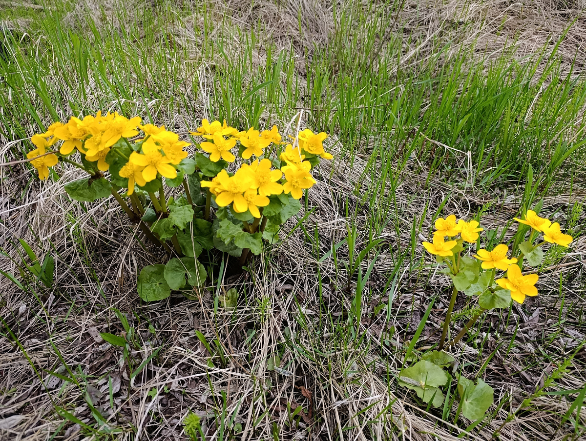 Желтый цвет-цвет счастья.