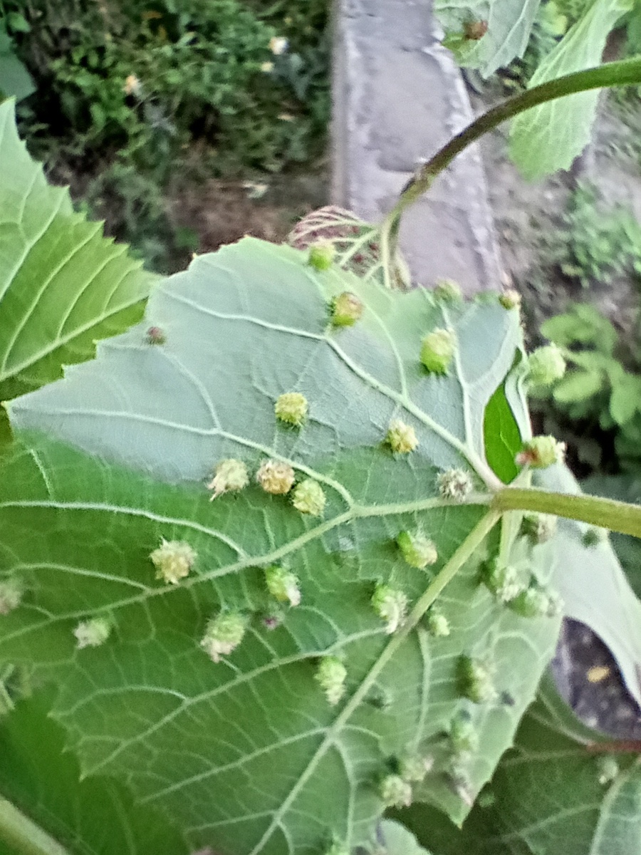 Болеет виноград