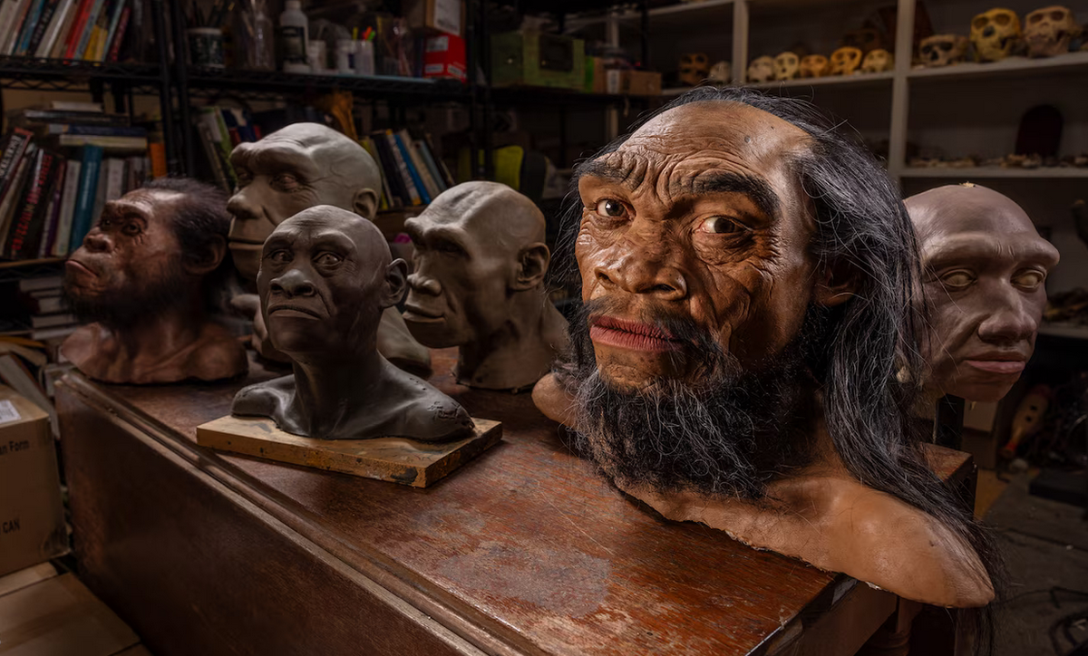 Когда Homo sapiens появился около 300,000 лет назад, по крайней мере, шесть других человеческих видов уже разделили планету. Здесь, в студии палеохудожника Джона Герша, представлены модельные представления этих шести линий: H. naledi, H. heidel-bergensis, H. floresiensis, H. erectus, H. longi и H. neanderthalensis. Фотография Марка Тиссена. nationalgeographic.com