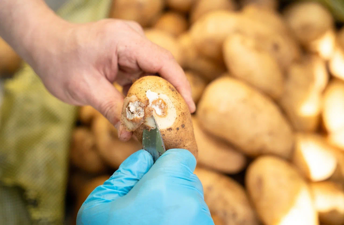 Фото: Александр Плонский