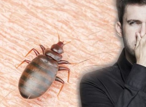 obrabotka ot klopov bez zapakha