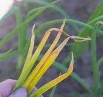 Перо,поврежденное морковной мухой.