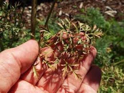 Ботва моркови, поврежденной морковной мухой