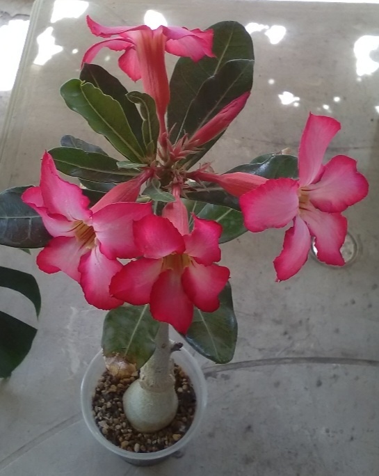 Пинк. Ну разве не красавец?