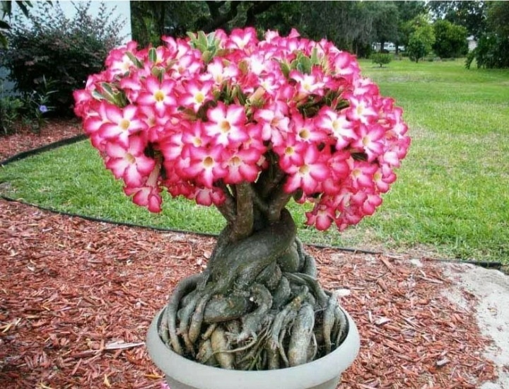 То, к чему надо стремиться. Фото из интернета