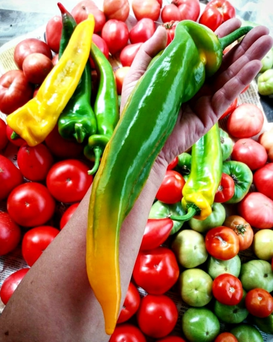 Фото автора. Урожаи из плёночной теплицы значительно отличались от урожая в ОГ.  Но многое приходилось снимать недозревшим.