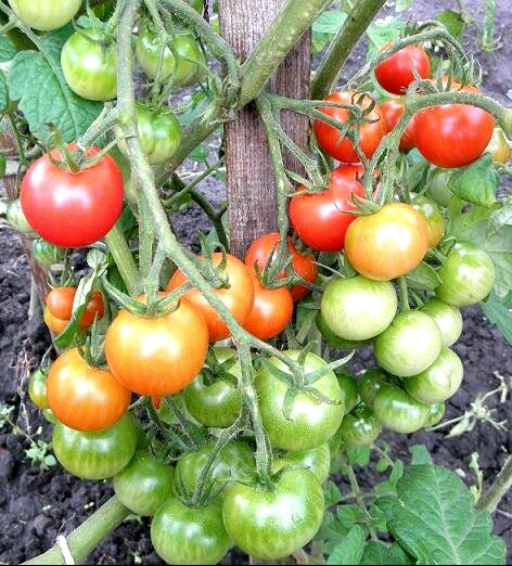 Фото автора. Помидоры в ОГ в удачное тёплое лето.