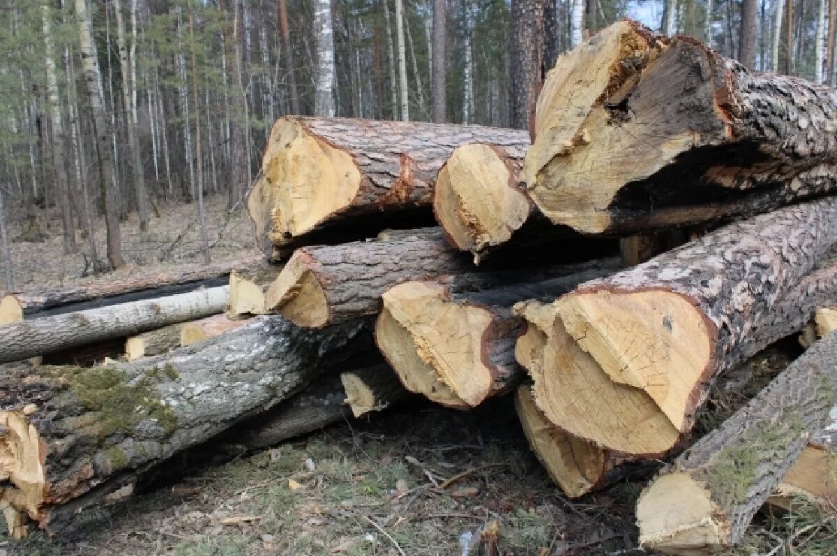    В Удмуртии осудили лесничего, незаконно вырубившего лес