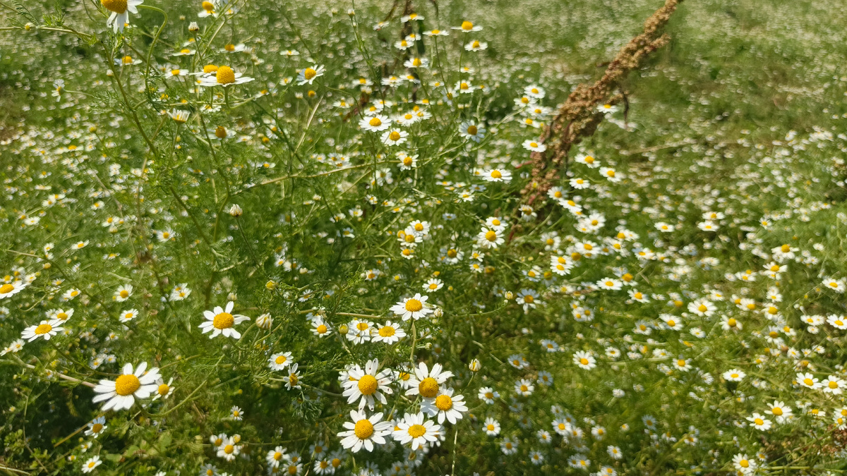 Ромашки на Лыхнаште, июнь 2025. Фото автора.