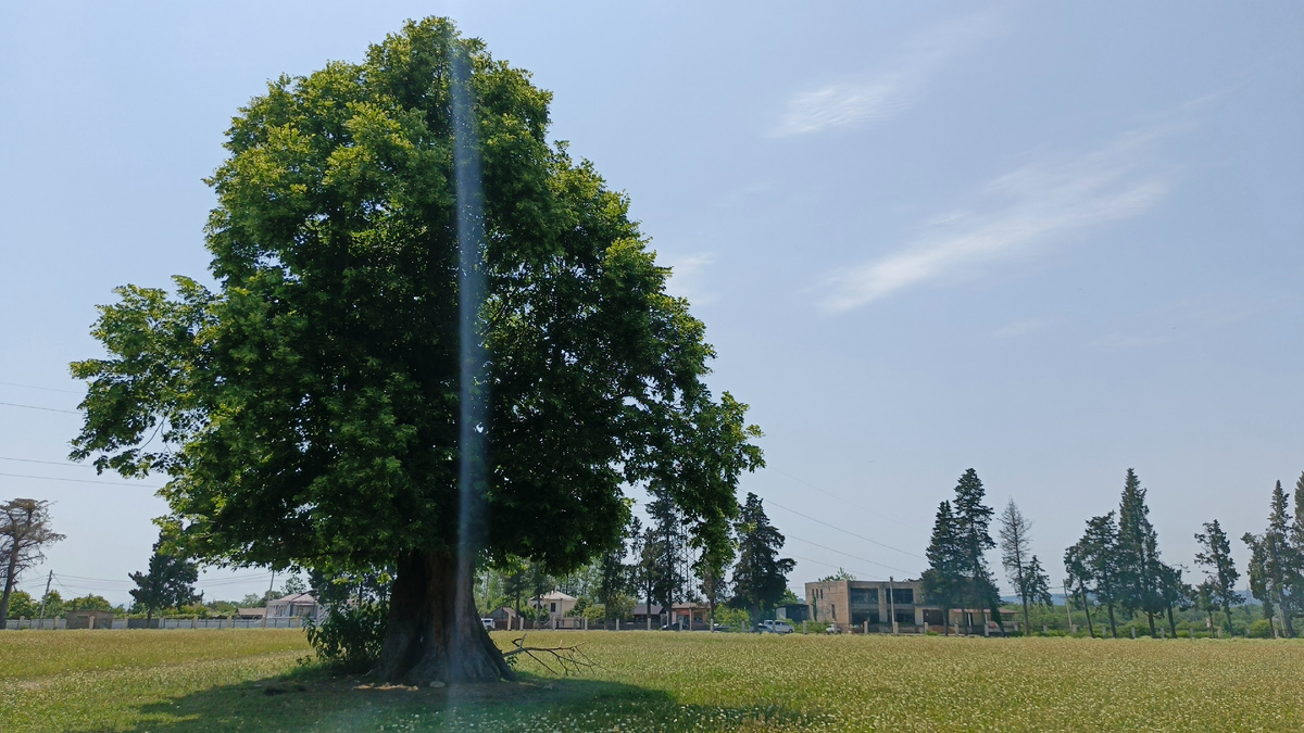 Липа на поляне Лыхнашта в селе Лыхны. Июнь 2025. Фото автора. 