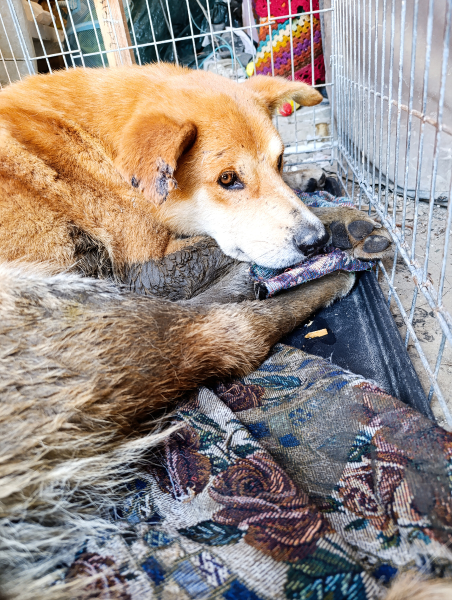 Рыжий, которого я не спасла