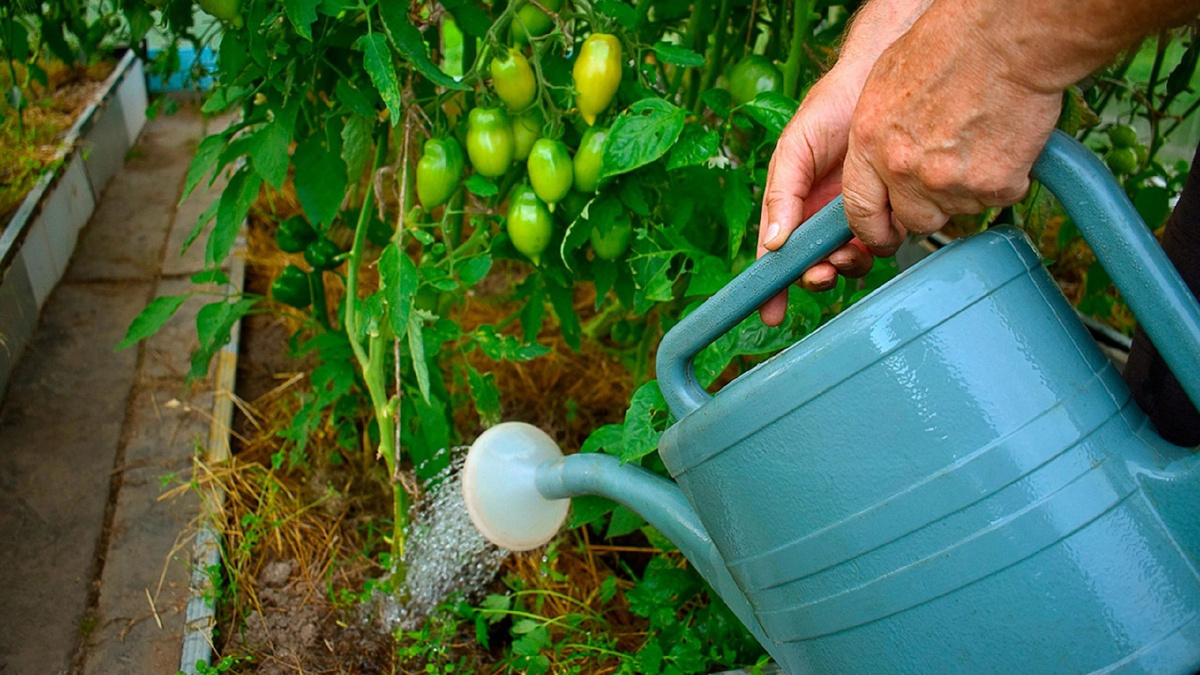 Яндекс картинки