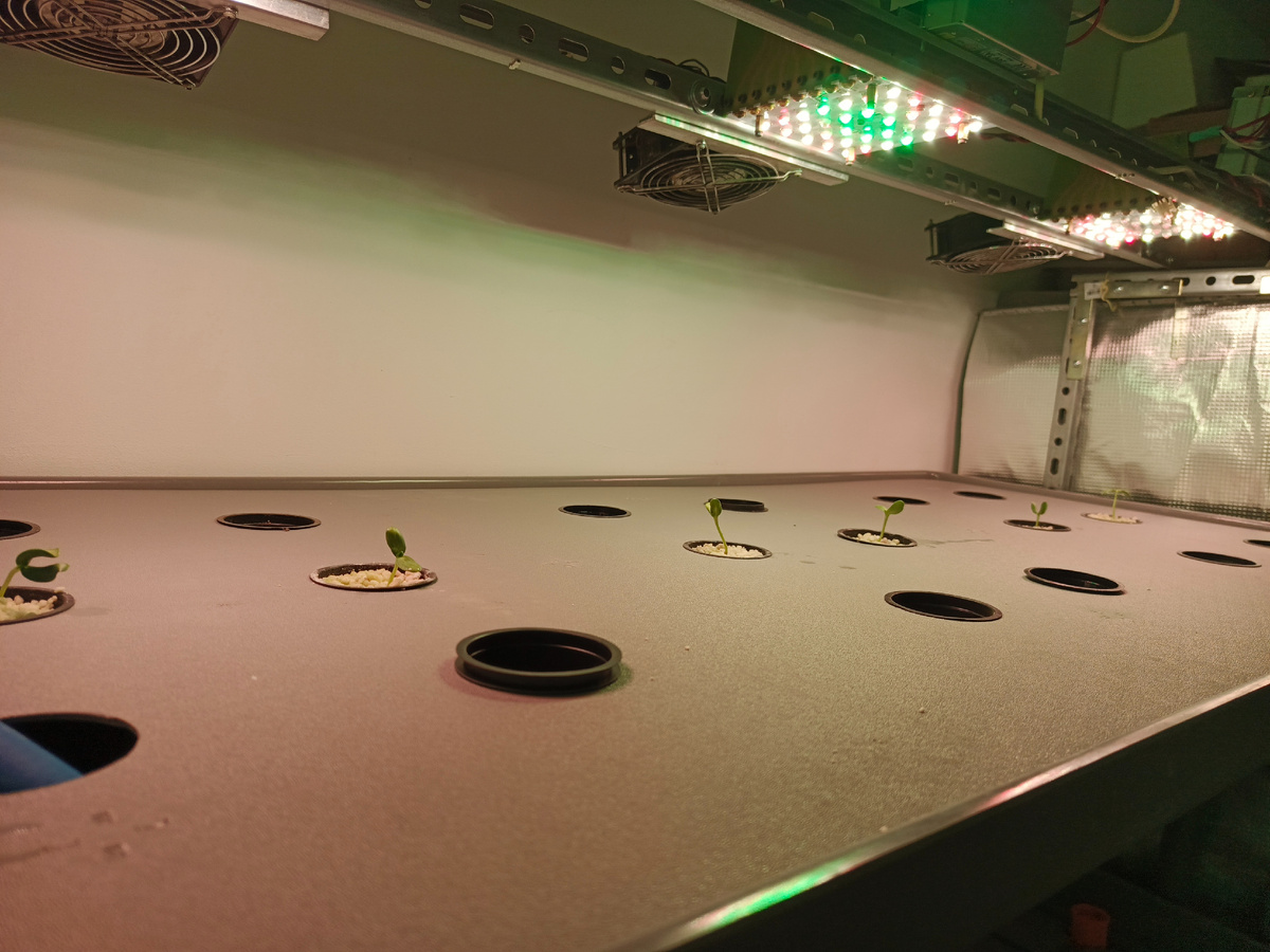 Запуск теста с подсолнечником