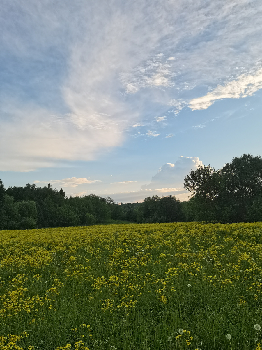 Поле сергибуса