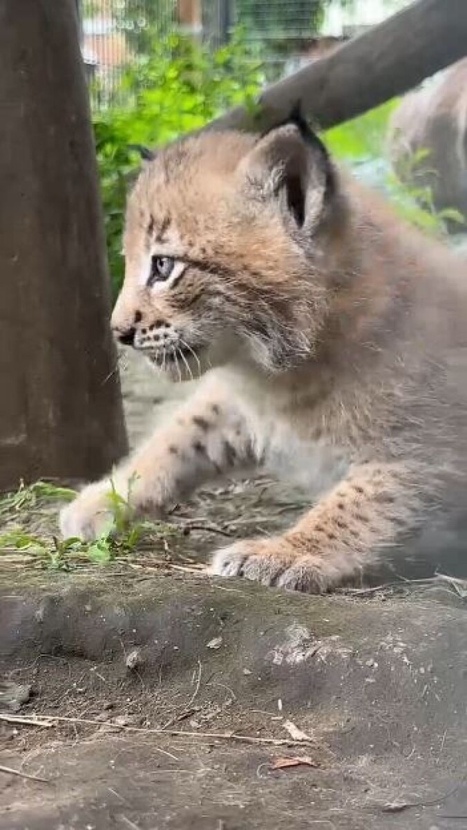    Рыси в Барнаульском зоопарке. Источник: Барнаульский зоопарк
