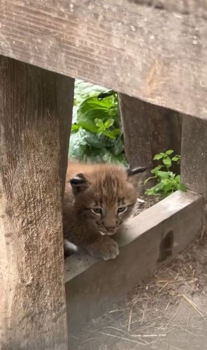    Рыси в Барнаульском зоопарке. Источник: Барнаульский зоопарк